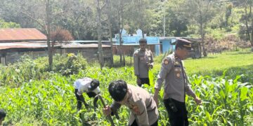 Polsek Bolakme Rutin Pantau Lahan Jagung, Dukung Ketahanan Pangan Untuk Kesejahteraan Masyarakat