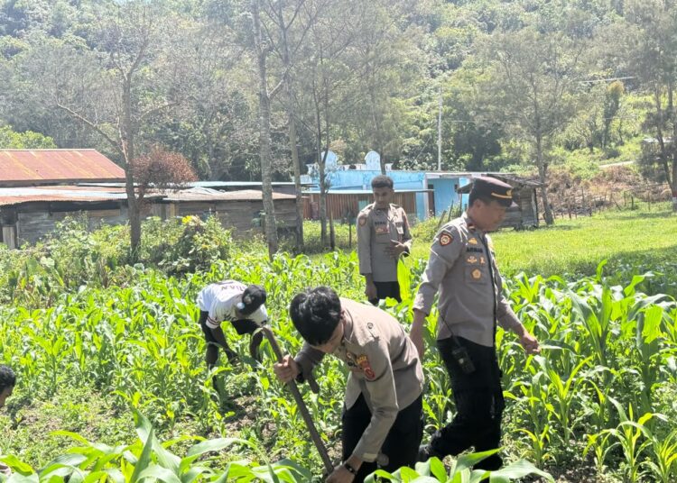 Polsek Bolakme Rutin Pantau Lahan Jagung, Dukung Ketahanan Pangan Untuk Kesejahteraan Masyarakat