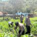 Polsek Bolakme Rutin Pantau Lahan Jagung, Dukung Ketahanan Pangan Untuk Kesejahteraan Masyarakat