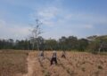 Polsek Kawasan Bandara Wamena Dampingi Kelompok Tani, Pastikan Program Ketahanan Pangan Terus Berjalan