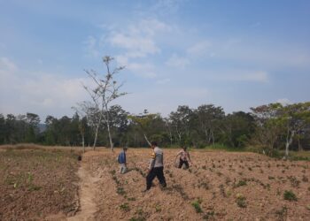 Polsek Kawasan Bandara Wamena Dampingi Kelompok Tani, Pastikan Program Ketahanan Pangan Terus Berjalan