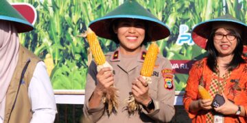 Tanam Jagung dan Panen Bersama Petani, Wujudkan Program Nasional Swasembada Bibit Dan Pangan Di Papua Barat