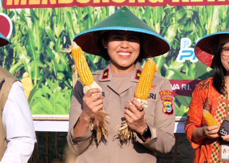 Tanam Jagung dan Panen Bersama Petani, Wujudkan Program Nasional Swasembada Bibit Dan Pangan Di Papua Barat