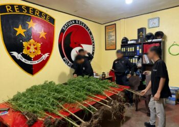 Polres Jayawijaya Ungkap Ladang Ganja di Kampung Pipukmo, Ajak Masyarakat Bersama Lindungi Generasi Muda Papua