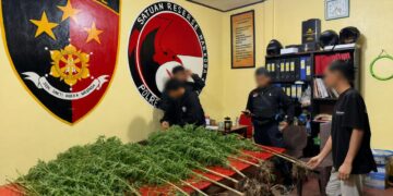 Polres Jayawijaya Ungkap Ladang Ganja di Kampung Pipukmo, Ajak Masyarakat Bersama Lindungi Generasi Muda Papua