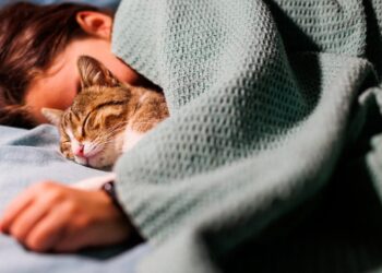 Amankah Tidur Bersama Kucing Kesayangan?